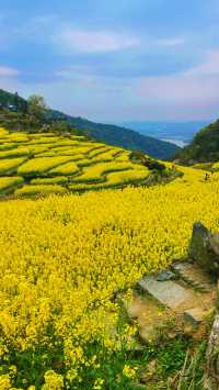 《南昌賞油菜花，最佳地點是哪裡？》