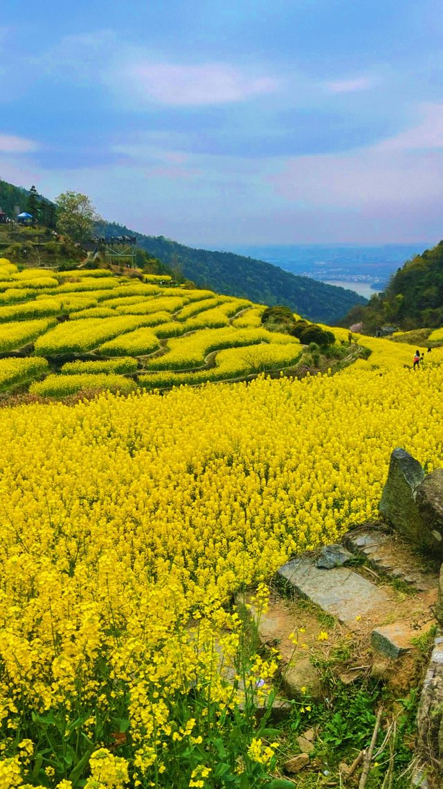 《南昌賞油菜花，最佳地點是哪裡？》