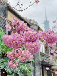 廣州春季賞花攝影點合集（賞花踏青啦）