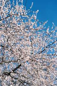 大連勞動公園嘅桃花已經靚到升華咗啦