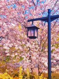 寶子們！錯過陶然亭公園嘅春日浪漫，真係會喊㗎