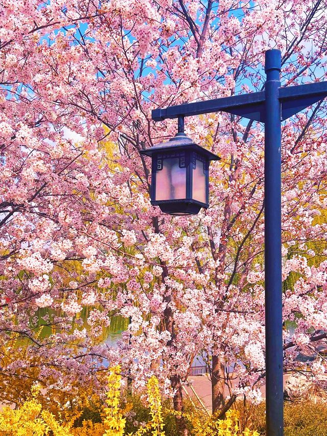 寶子們！錯過陶然亭公園嘅春日浪漫，真係會喊㗎