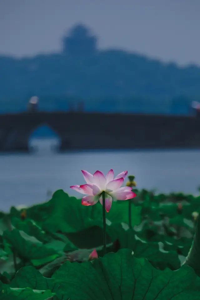 關於北山街賞荷花，你需要知道……