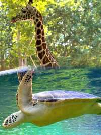 上海動物園 5 大必睇動物，萌翻你！