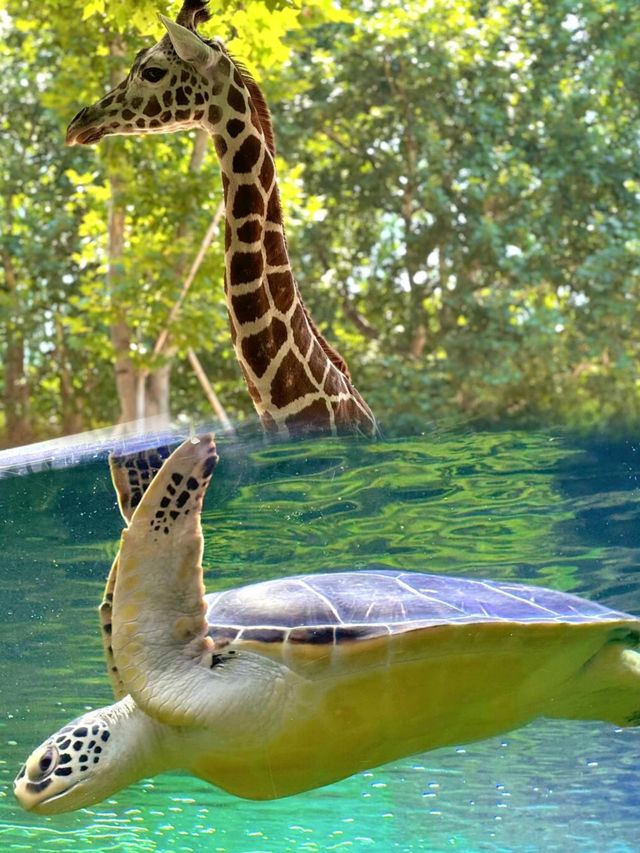 上海動物園 5 大必睇動物，萌翻你！