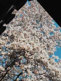 Experience the Enchanting Spring in Suzhou