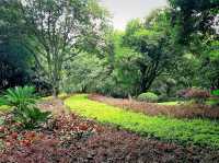 Guangxi Guilin National Forest Park: The Realm of Emerald Plants