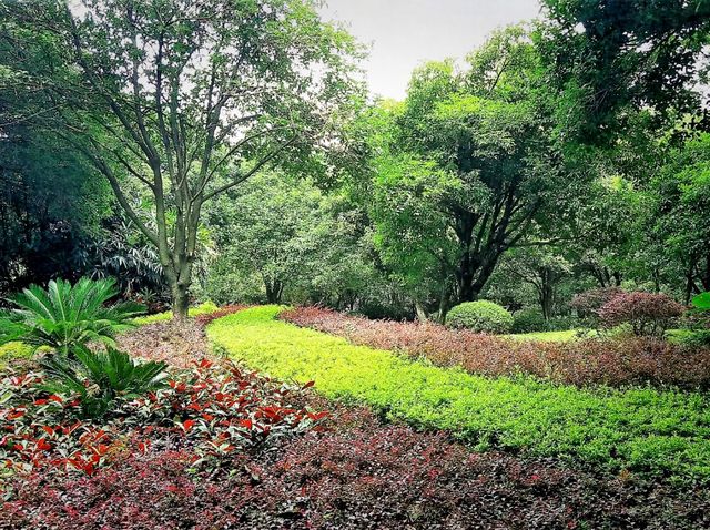 Guangxi Guilin National Forest Park: The Realm of Emerald Plants