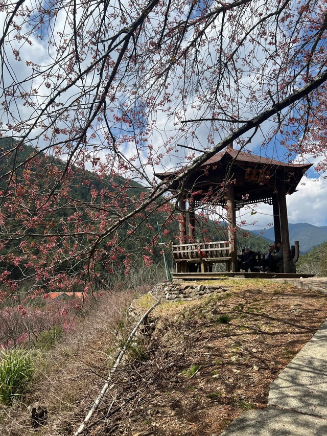 台中武陵農場！搶閘捉住粉紅櫻花尾班車🌸