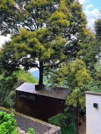 峨眉七里坪住童話森林樹屋偶遇大山精靈梅花鹿