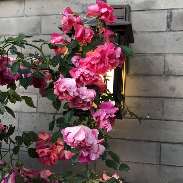 【北京世園會】打卡全球園藝盛宴！解鎖夢幻植物館