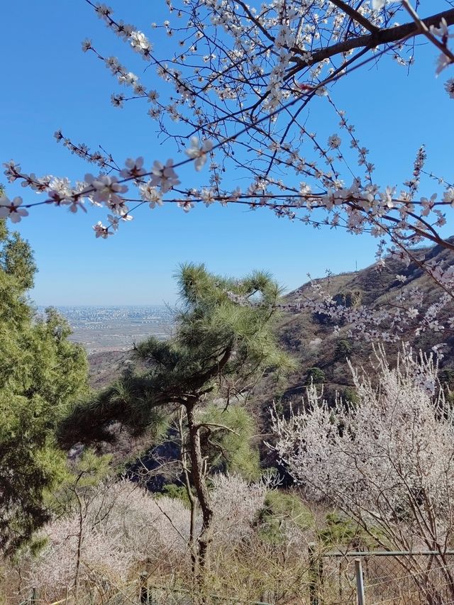 走近香山，走進春天