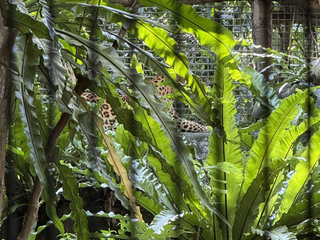 Budget Friendly Pandas At Taipei Zoo! Fun For All The Family 