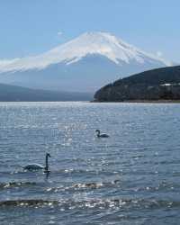 富士山一日遊，東京出發，山中湖河口湖