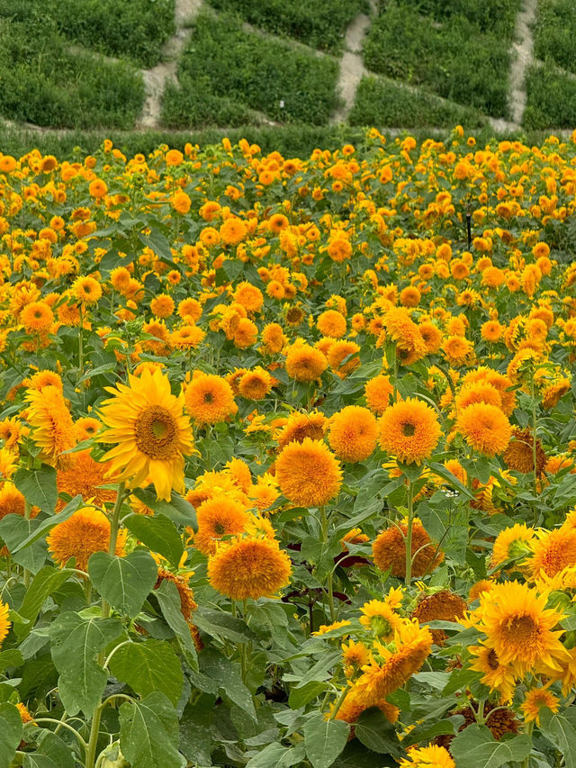 💐梵高原款泰迪向日葵花海打卡攻略