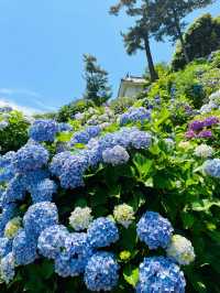 小田原城 | 繡球花與古城的浪漫邂逅