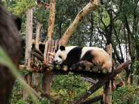 成都大熊猫繁育研究基地｜避開人潮的在地玩法