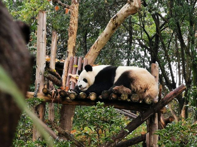 成都大熊猫繁育研究基地｜避開人潮的在地玩法