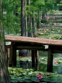 南京小眾寶藏地 | 池杉湖國家濕地公園