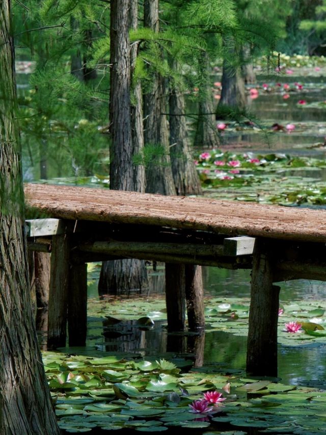 南京小眾寶藏地 | 池杉湖國家濕地公園
