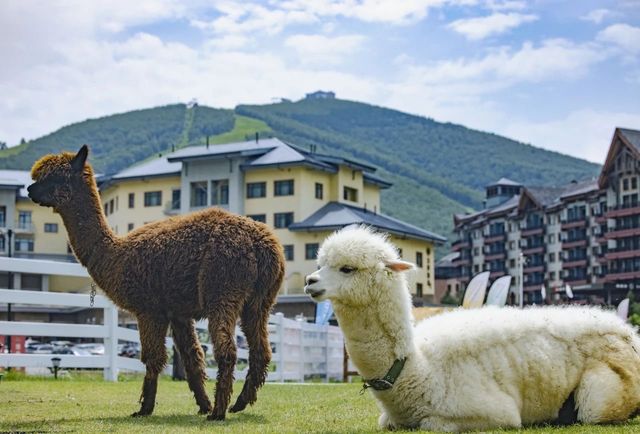 夏日帶娃避暑首選！入住崇禮太舞帕思頓嘅清涼世界！