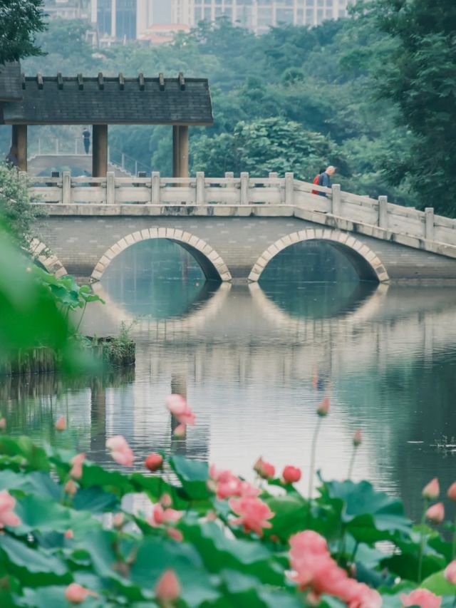 夏日福建賞荷攻略嚟啦！