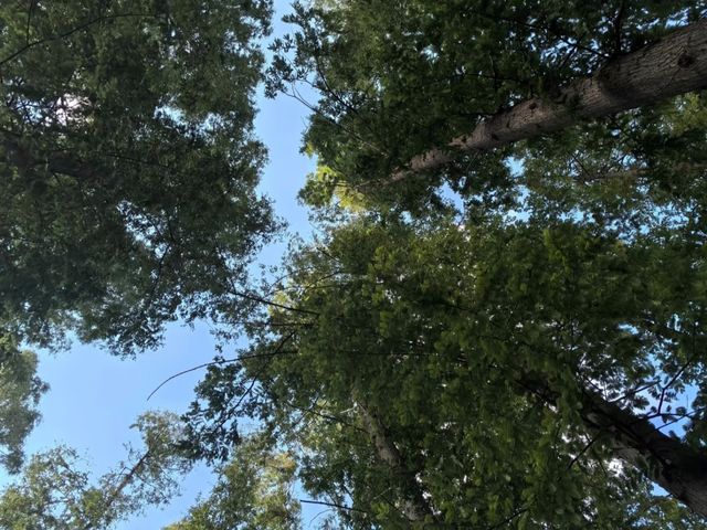 去咗4次黃海森林公園，終於玩到明晒！