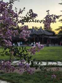 天壇夏暮：槐花紫薇共舞的時光