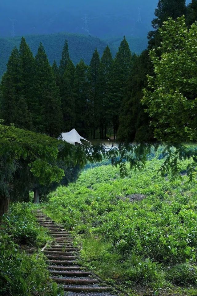 夏日避暑勝地：浙江莫干山實用遊玩攻略，真實體驗！