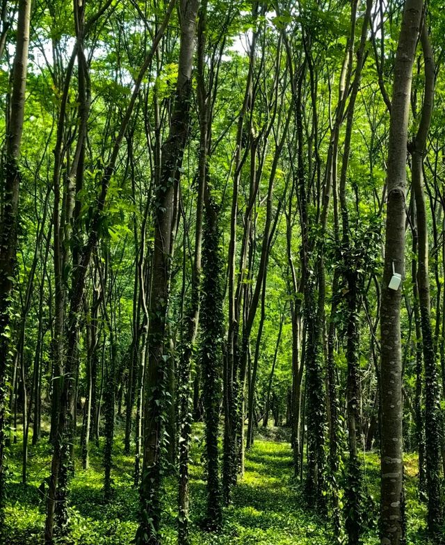 大口國家森林公園  文峰公園：森林秘境與千年文脈嘅碰撞