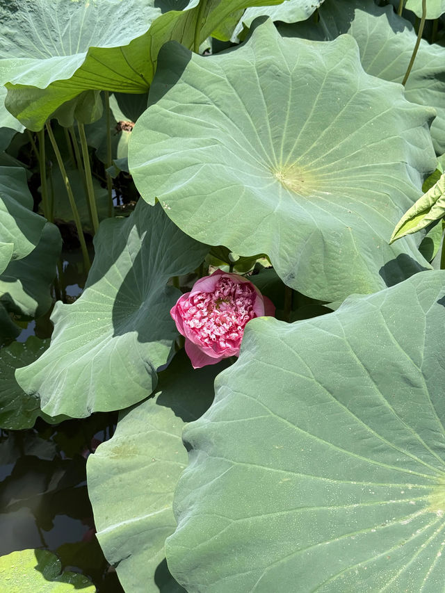 盛夏時節，一定要去一趟廣州蓮花山啊