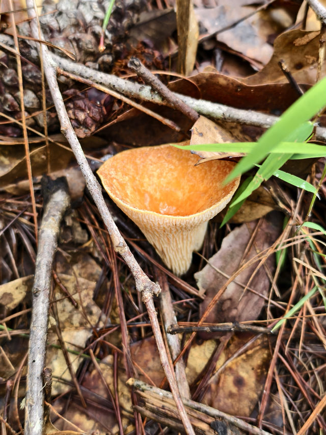 冷門好玩執菌採茶普洱四天三晚親子全攻略