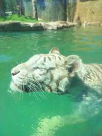 湖州龍之夢動物園全攻略｜親子/情侶/長者遊玩指南
