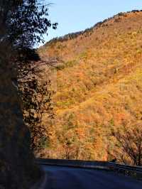 湖北神農架+三峽彩林賞秋自駕攻略