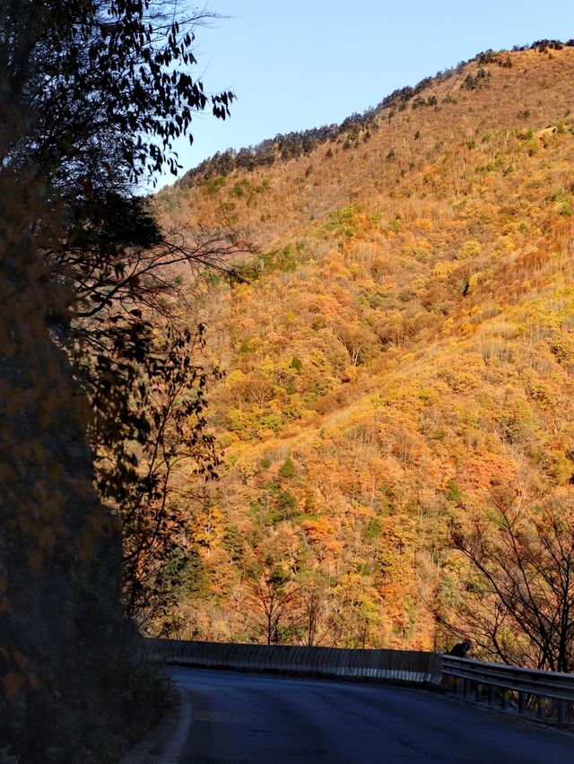湖北神農架+三峽彩林賞秋自駕攻略
