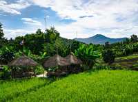 Lunch in the Paddy