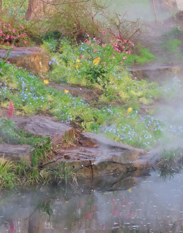 南京中山植物園大賞花浪漫程度不輸玫瑰！