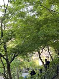 🌿 Hasedera Temple Garden: Where Zen Harmony Paints in Endless Green! 🍃