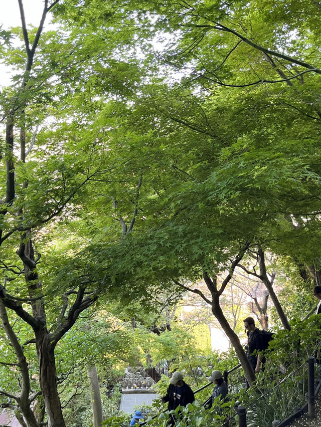 🌿 Hasedera Temple Garden: Where Zen Harmony Paints in Endless Green! 🍃