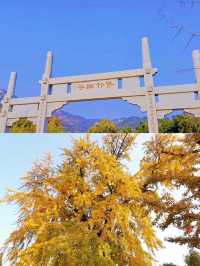 青島遛娃｜一定不能錯過的大賞秋地