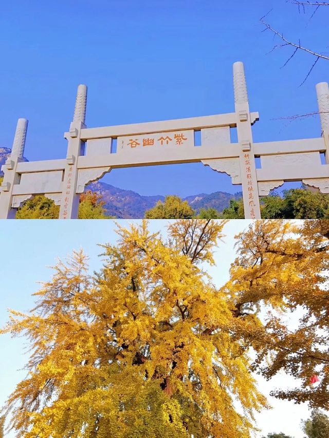 青島遛娃｜一定不能錯過的大賞秋地