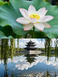 蘇州怡園｜最小眾的江南園林被我找到啦！避開人潮美到窒息