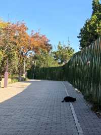 登山，在八大處公園賞紅葉
