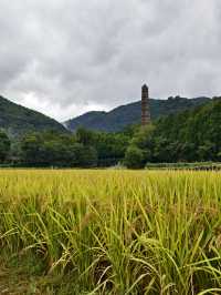 天台山秋意爆表！國清寺秋收盛景等你打卡