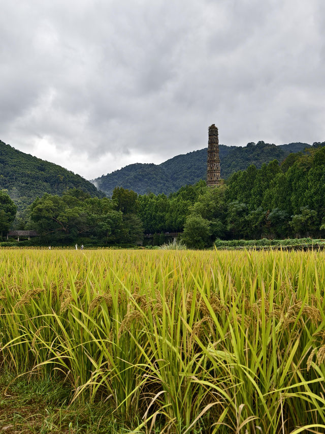 天台山秋意爆表！國清寺秋收盛景等你打卡