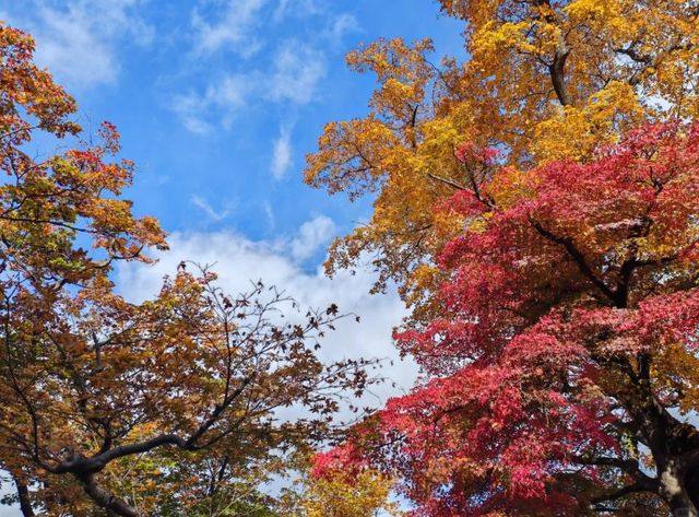 佐倉城址公園的紅葉