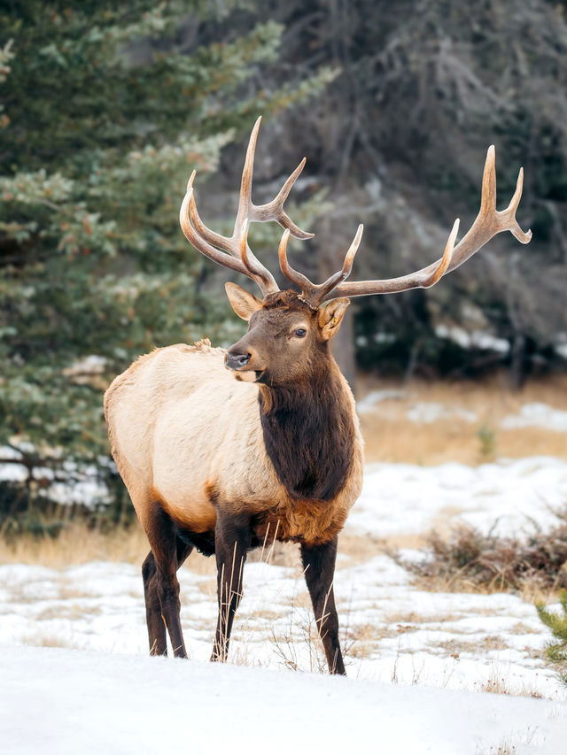 4天玩轉班夫雪景卡爾加里出發6人私家小團
