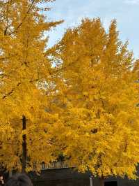 曲江秋日限定金黃秘境