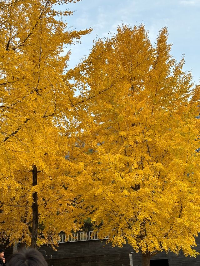 曲江秋日限定金黃秘境