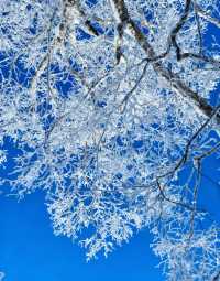 冬日霧淞奇遇記